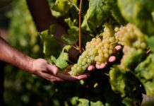 Istarski vinari zadovoljni berbom: Vinistra najavila En Primeur mladih malvazija